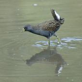 Australian crake. Adult wading in shallow muddy water. Laratinga Wetlands, near Adelaide, South Australia, April 2009. Image &copy; Philip Griffin by Philip Griffin Photo © Philip Griffin, 2009