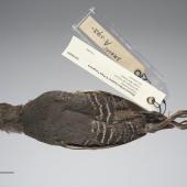 Australian crake. Only New Zealand specimen. No collection data. Gift of WL Buller, 1871. Specimen registration no. OR.004205; image no. MA_I277459. . Image &copy; Te Papa See Te Papa website: http://collections.tepapa.govt.nz/objectdetails.aspx?irn=546761&amp;term=OR.004205
