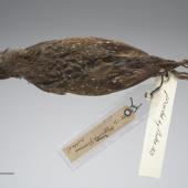 Australian crake. Only New Zealand specimen. No collection data. Gift of WL Buller, 1871. Specimen registration no. OR.004205; image no. MA_I277460. . Image &copy; Te Papa See Te Papa website: http://collections.tepapa.govt.nz/objectdetails.aspx?irn=546761&amp;term=OR.004205