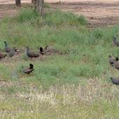 Black-tailed native-hen. Flock of adults. Near Hawker, South Australia, October 2013. Image &copy; Alan Tennyson by Alan Tennyson