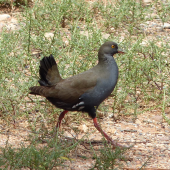 Black-tailed native-hen. Adult. Near Hawker, South Australia, October 2013. Image &copy; Alan Tennyson by Alan Tennyson