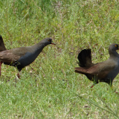 Black-tailed native-hen. Adults. Near Hawker, South Australia, October 2013. Image &copy; Alan Tennyson by Alan Tennyson
