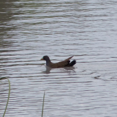 Black-tailed native-hen. Adult swimming on lake. Flinders University, Adelaide, Australia, September 2013. Image &copy; Alan Tennyson by Alan Tennyson