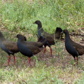 Black-tailed native-hen. Adults. Near Hawker, South Australia, October 2013. Image &copy; Alan Tennyson by Alan Tennyson