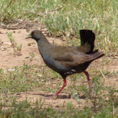 Black-tailed native-hen. Adult. Near Hawker, South Australia, October 2013. Image &copy; Alan Tennyson by Alan Tennyson
