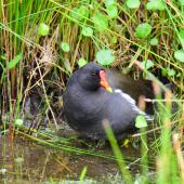 Common moorhen. Adult (subspecies chloropus). Baie de Somme, France, July 2016. Image &copy; Cyril Vathelet by Cyril Vathelet