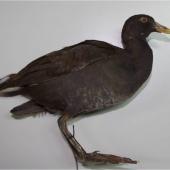 Common moorhen. Specimen in Canterbury Museum (AV2347) - sole New Zealand record. Otago. Image &copy; Colin Miskelly by Colin Miskelly