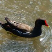 Common moorhen. Adult swimming (subspecies chloropus). Crystal Palace, London, April 2018. Image &copy; Alan Tennyson by Alan Tennyson