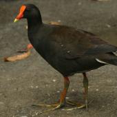 Dusky moorhen. Adult. Cairns, Queensland, Australia, August 2010. Image &copy; Andrew Thomas by Andrew Thomas