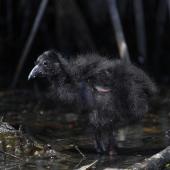 Pukeko. Large chick. Western Springs,  Auckland, August 2020. Image &copy; Zion Cooper by Zion Cooper