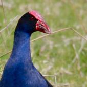 Pukeko. Adult showing prominent frontal shield. Tawharanui Regional Park, November 2010. Image &copy; Constance O'Connor by Constance O'Connor