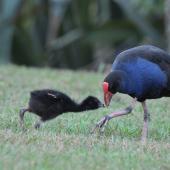Pukeko. Adult feeding chick. Auckland, February 2015. Image &copy; Marie-Louise Myburgh by Marie-Louise Myburgh