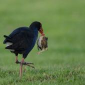 Pukeko. Adult holding a song thrush fledgling. Tawharanui Regional Park, North Auckland, September 2015. Image &copy; Bartek Wypych by Bartek Wypych