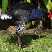 Pukeko. Adult in wing moult. Wanganui, December 2011. Image &copy; Ormond Torr by Ormond Torr