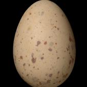 Pūkeko | Pukeko. Egg 51.9 x 36.4 mm (NMNZ OR.007713, collected by Edgar Stead). Lake Ellesmere. Image &copy; Te Papa by Jean-Claude Stahl