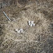 Pūkeko | Pukeko. Double nest with 11 eggs. Birdlings Flat, Lake Ellesmere. Image &copy; Department of Conservation (image ref: 10031755) by Peter Morrison, Department of Conservation Courtesy of Department of Conservation