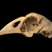 North Island takahe. Skull (lateral). Te Papa S.024736. Ruakokoputuna, Martinborough. Image &copy; Te Papa