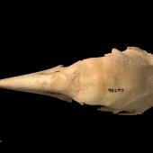 North Island takahe. Skull (dorsal). Te Papa S.024736. Ruakokoputuna, Martinborough. Image &copy; Te Papa