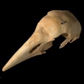 North Island takahe. Skull (oblique). Te Papa S.024736. Ruakokoputuna, Martinborough. Image &copy; Te Papa