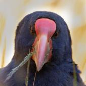 South Island takahe |Takahē. Adult - close-up of beak. Perry Saddle, Heaphy Track, January 2021. Image &copy; Bradley Shields by Bradley Shields