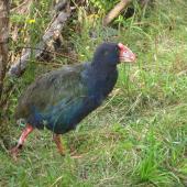 South Island takahe. Adult with leg bands. Maud Island, February 2011. Image &copy; James Mortimer by James Mortimer