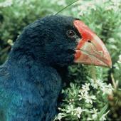 South Island takahe |Takahē. Close view of adult head. Dana Peaks, Murchison Mountains, Fiordland, April 1975. Image &copy; Department of Conservation (image ref: 10030905) by Rod Morris, Department of Conservation Courtesy of Department of Conservation