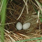 South Island takahe. Nest with 2 eggs among Chionochloa pallens. Murchison Mountains, Fiordland. Image &copy; Department of Conservation (image ref: 10034168) by Daryl Eason, Department of Conservation Courtesy of Department of Conservation