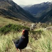 South Island takahe |Takahē. Adult in Takahe Valley. Takahe Valley, Murchison Mountains, Fiordland. Image &copy; Department of Conservation (image ref: 10062699) by Chris Rance, Department of Conservation Courtesy of Department of Conservation