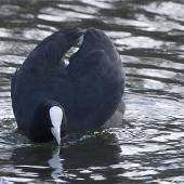 Australian coot. Courting adult wings raised for display head extended frontal view. The Groynes,  Christchurch, August 2012. Image &copy; Steve Attwood by Steve Attwood http://stevex2.wordpress.com/