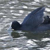 Australian coot. Adult courting posture wings raised tail erect head extended left profile. The Groynes,  Christchurch, August 2012. Image &copy; Steve Attwood by Steve Attwood http://stevex2.wordpress.com/