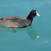 Australian coot. Adult swimming. Ohau Canal, Twizel, May 2015. Image &copy; Shellie Evans by Shellie Evans www.tikitouringnz.blogspot.co.nz