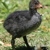 Australian coot. Large chick. Wanganui, November 2007. Image &copy; Ormond Torr by Ormond Torr