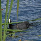 Australian coot. Adult with nesting material. Lake Rotoiti, December 2007. Image &copy; Peter Reese by Peter Reese