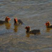 Australian coot. Four chicks swimming. Lake Rotoiti, December 2012. Image &copy; Peter Reese by Peter Reese