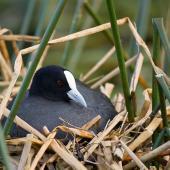 Australian coot. Adult sitting on nest. Hamilton Zoo, September 2009. Image &copy; Neil Fitzgerald by Neil Fitzgerald www.neilfitzgeraldphoto.co.nz
