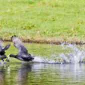 Australian coot. Wings outstretched chasing across water. Whakatane, October 2011. Image &copy; Raewyn Adams by Raewyn Adams