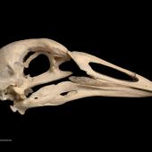 Chatham Island coot. Skull and mandible (lateral).Te Papa OR.007937. Chatham Islands. Image &copy; Te Papa