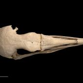 Chatham Island coot. Skull (dorsal).Te Papa OR.007937. Chatham Islands. Image &copy; Te Papa