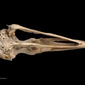 Chatham Island coot. Skull and mandible (ventral).Te Papa OR.007937. Chatham Islands. Image &copy; Te Papa
