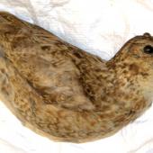 North Island snipe. Holotype (and only known skin) in Auckland Museum. Little Barrier Island. Image &copy; Oscar Thomas by Oscar Thomas https://www.flickr.com/photos/kokakola11/