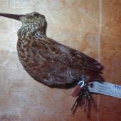 North Island snipe. Holotype (and only known skin) in Auckland Museum. Little Barrier Island. Image &copy; Colin Miskelly by Colin Miskelly
