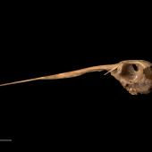 South Island snipe. Skull (lateral view). Te Papa S.023264. Nettletrench Cave, Tiropahi River, West Coast. Image &copy; Te Papa by Te Papa