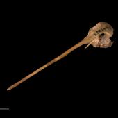 South Island snipe. Skull (oblique view). Te Papa S.023264. Nettletrench Cave, Tiropahi River, West Coast. Image &copy; Te Papa by Te Papa