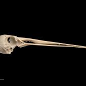 Forbes' snipe. Skull (lateral view). Te Papa S.025428. Long Beach dunes, Chatham Island. Image &copy; Te Papa by Te Papa