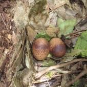 Chatham Island snipe. Nest with 2 eggs. Mangere Island, Chatham Islands, December 2022. Image &copy; Steve Pilkington by Steve Pilkington