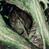 Chatham Island snipe. Adult on nest among Olearia traversiorum roots. Mangere Island, Chatham Islands. Image &copy; Department of Conservation (image ref: 10033453) by Allan Munn, Department of Conservation Courtesy of Department of Conservation