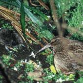 Snares Island snipe. Adult and chick. North East Island, Snares Islands, January 1985. Image &copy; Colin Miskelly by Colin Miskelly
