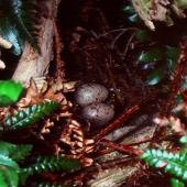 Snares Island snipe | Tutukiwi. Nest with 2 eggs. Snares Islands, February 1983. Image &copy; Colin Miskelly by Colin Miskelly