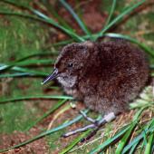 Snares Island snipe | Tutukiwi. Young chick. Snares Islands, December 1986. Image &copy; Colin Miskelly by Colin Miskelly