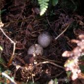Subantarctic snipe. Antipodes Island snipe nest with two eggs. Antipodes Island, April 2009. Image &copy; Mark Fraser by Mark Fraser